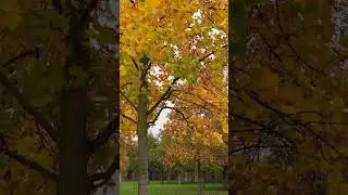 ontinuing to dive into the amazing world of Galitsky Park#krasnodar #russia #moscow #autumn