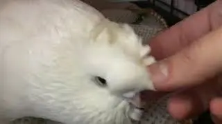 Pet pigeon cooing up close and personal