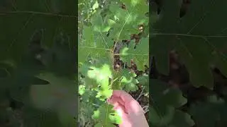 Gambel Oak: Quercus gamelii