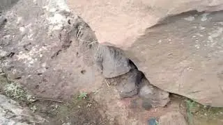 El camino olvidado: Acompa&ntilde;amos a las cabras en su camino hacia las cumbres del Teide. 💫🐐