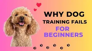 Why Dog Training Fails 