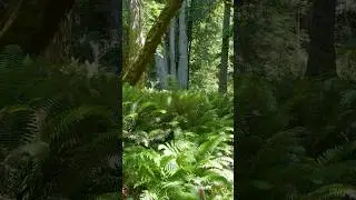 Ferns under the Redwoods in Redwood National Park, California