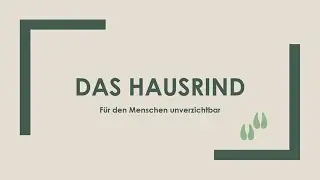 Das Hausrind einfach und kurz erkl&auml;rt