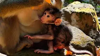 Reaction Newborn: His Mouth get milk so fast from mom But His eye looking Mango