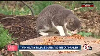 Trap, neuter, release program helping to combat the cat problem in central Indiana
