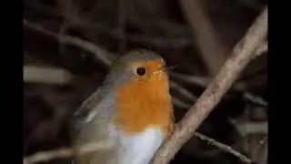 Robin helping out with the compost
