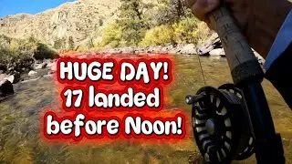 ВЕЛИКОЛЕПНЫЙ день! Сухой/Капельный! (С2:Э44)! 🎣 #youtuber