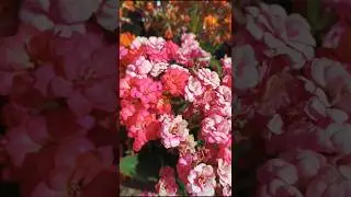 It's not Christmas but Christmas kalanchoes are still in bloom!