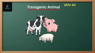 Transgenic Animals / Class-  12th Biology