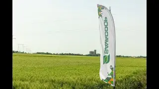 Pšenica i ječam spremni za uspešnu žetvu 2025 | SAVACOOP
