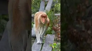 Proboscis monkey - running time. Long-nose monkey. #jungle #proboscismonkey #monkey #rainforest