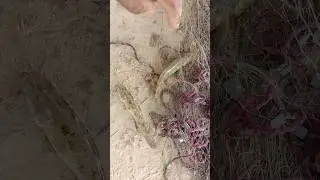 Machhali Net Fishing Current #shorts