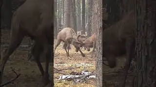 Deer fighting for dominance #deer #elk #wildlife