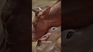 ,#save cows 🙏🙏