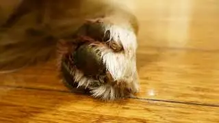 English Cream Golden Retriever Dog Grooming His Paw After a Walk - ASMR