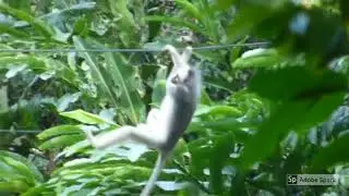 when leaf monkey needs a bridge