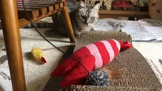 いつもより遊んだら、爪とぎ破壊をやめてネズミに浮気した件 #ひめちゃん #猫