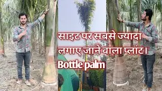 Bottle palm Big Size 15-20 Fit Height Available Wholesale Price All plants Available  Madina nursery