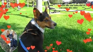 Cowboy Corgi - Photo Op Part VII Video Highlights (New long) #compilation #cowboycorgi #corgi