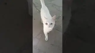Beautiful white kitty with different eyes 💛💙 #кошка #cat #pişik #животное #cute #elgato