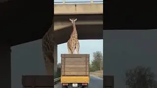 Shocking moment: giraffe crashes into bridge! #GiraffeCrash#AnimalFails#WildLifeMoments#Giraffe