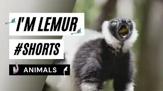 I'm Lemur #shorts - lemur animal video | lemur😳#shorts #viral