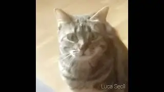 gamer cat