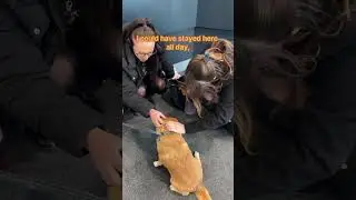Puppy led office tour