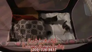 Neonatal foster kitten playing baby kitten 😸  clovers chosen littles