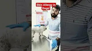 Skin Allergy in dogs | #shorts