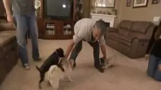 Una familia de carlinos con mucho caracter (parte 2)