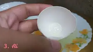 Parts of an Egg | Functions and Descriptions
