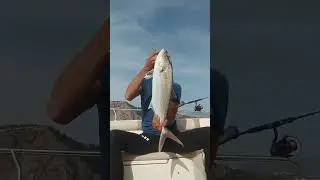 #lrf #alanya #at&ccedil;ek #orkinos #kuzu #ryujin #bauer #lightrockfishing #jigging #balık