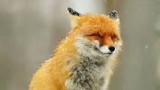 6 Red Fox Facts That Are Amazing
