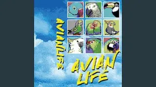 Echo Parakeet