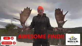 MATCHING SET!! NEWFOUNDLAND MOOSE ANTLER SHED... AWESOME FIND!!
