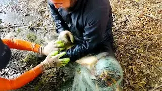 Catching a Giant Golden Carp with a Hand Net!  Exciting Fishing Adventure in West Azerbaijan Iran