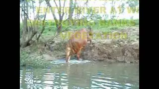 Cattle cause river bank damage
