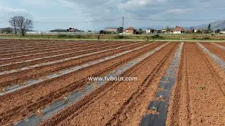AKTUALE - Kultivimi i shalqinit në Malësi / Zef Dedvukaj