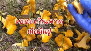 แหวกหญ้าหาเห็ด!!เยอะได้ใจจริงๆ