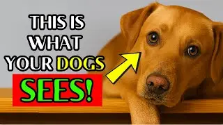 🐶 How Dogs See Humans &ndash; Jaw-Dropping Secrets Every Pet Parent Must Know