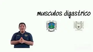 Musculo dig&aacute;strico | Grupo 1