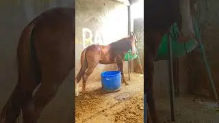horse sell  ph.9019068056