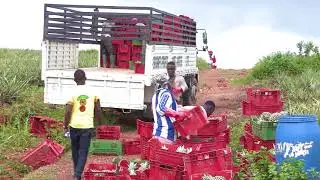 Ekumfi Fruits & Juices Pineapple project - 1d1f