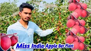 Miss India Apple Ber Farming || No-1 Apple Ber 📞  8240727580 [ Earn up to Par Acar 3-4 Lakhs Profit