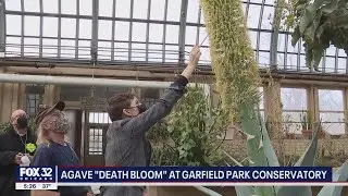 Agave 'Death Bloom' in Chicago growing beyond what's expected