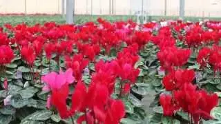 Rainbow Greenhouses Inc. - Technology