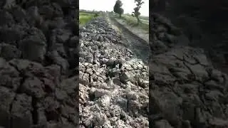 Mujahid Goat Farm Chhor Cantt Umer Kot 006