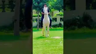 #ghora mehboob sultan