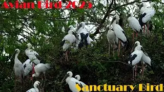 5 AMAZING Facts About Bird Habitats in Flooded Areas